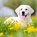 犬